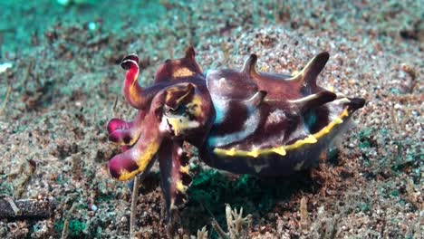 close up of a flamboyant cuttlefish changin it's color on a coral reef in the philippines