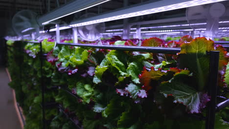rows of lettuce growing in a vertical hydroponic farm under led lights