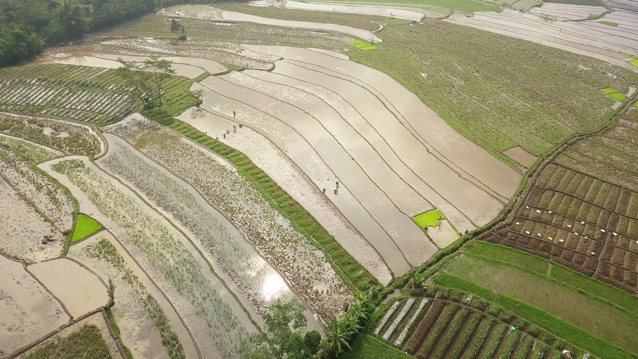 vista aérea del campo de arroz acuoso y los agricultores