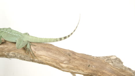 Basilisk-lizard-on-a-tree-branch-quick-movement-on-white-isolated-background