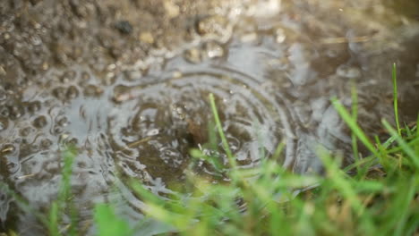 las ondas se forman en un pequeño charco fangoso de gotas continuas después de la lluvia