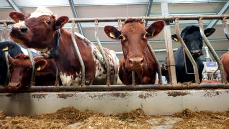 close-up of dairy cows feeding on hay inside modern cattle farm barn. cows with ear tags and collars for identification and tracking, modern livestock management. low-angle, panning