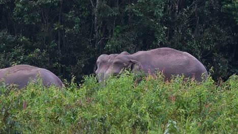 two individuals jutting out from tall grass moving to the left, one half of its body seen