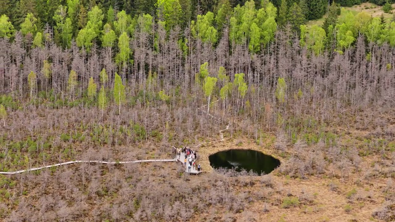 Aerial drone view of a peat bog pool with a boardwalk platform and visitors, Tinovul Mohos, Harghita, Romania.