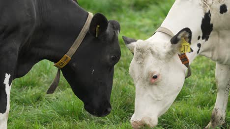 Two-cows-dancing-together-on-green-meadow,-close-up-view