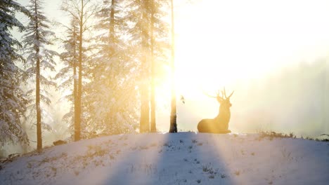 proud noble deer male in winter snow forest