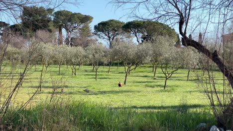 Día-Sereno-En-La-Isla-De-Torcello,-Venecia,-Italia:-Toma-Estática-De-4k-De-Aves-En-Medio-De-Huertos-Históricos,-Que-Revela-Arquitectura-Bizantina-Y-Tranquilas-Vistas-A-La-Laguna.