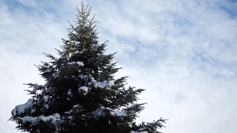 Melting-Snow-Time-Lapse-From-Pine-Tree-Against-Cloudy-Sky