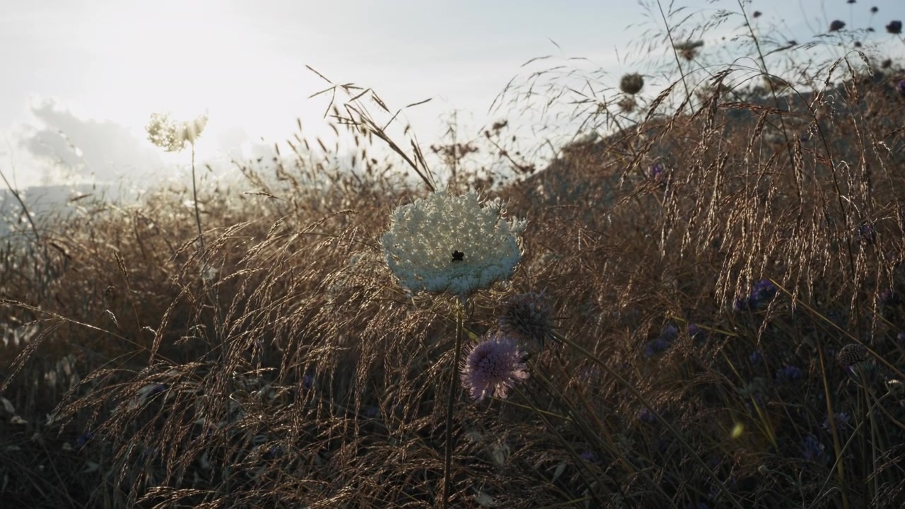 Lilla tidsel på blæsende mark under bleg himmel