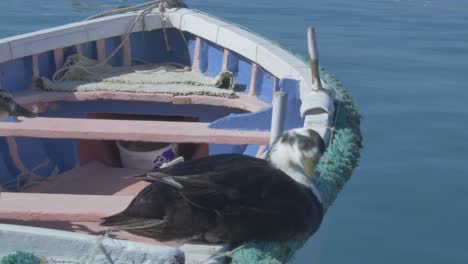 duck on a boat at marsaxlokk, malta