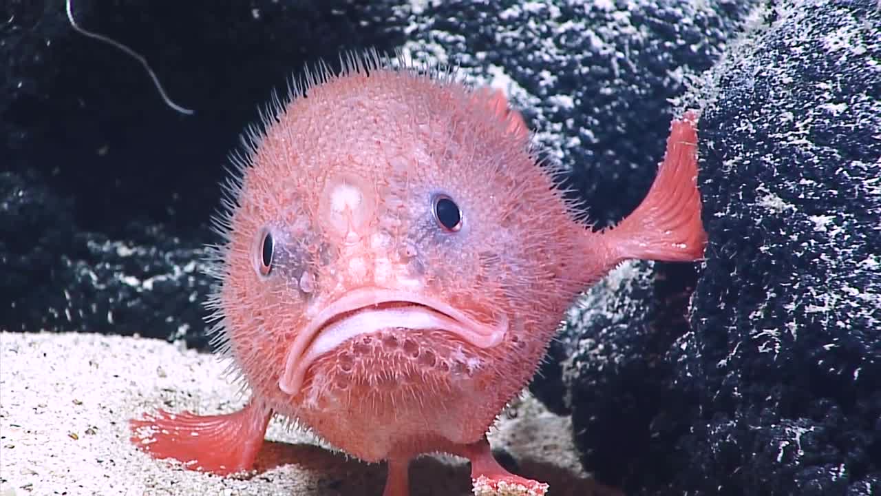 웨이크 섬 1 근처 해저에 있는 바다 두꺼비의 수중 클로즈업