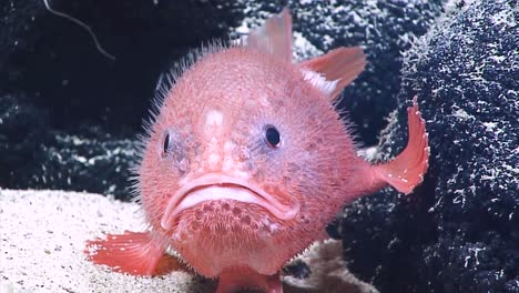 Underwater-Close-Up-Of-A-Sea-Toad-On-the-Ocean-Floor-Near-Wake-Island-1