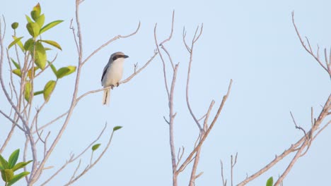 small shrike bird perched on branch against clear blue sky