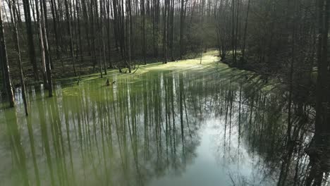 Serene-view-of-a-flooded-forest-with-tall-trees,-their-trunks-and-branches-partially-submerged-in-calm-water,-reflecting-the-sky-above