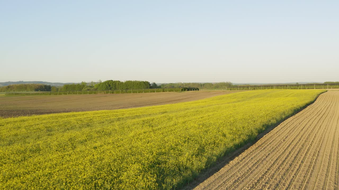 Aerial drone shot over yellow rapeseed fields