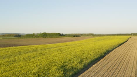 Aerial-drone-shot-over-yellow-rapeseed-fields