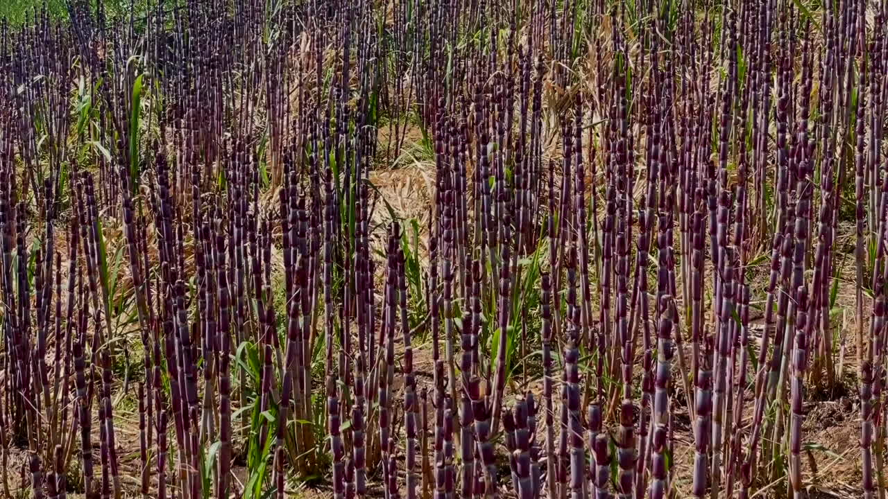 este impresionante primer plano captura la belleza de la caña de azúcar en la isla de madeira