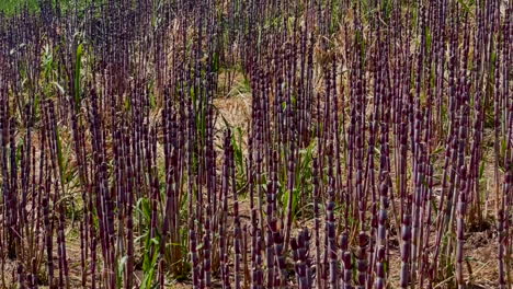 this stunning closeup shot captures the beauty of sugar cane on madeira island