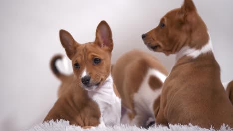 experience the playful energy of a basenji puppy as it joyfully runs towards the camera, exuding charm and excitement in this captivating stock footage