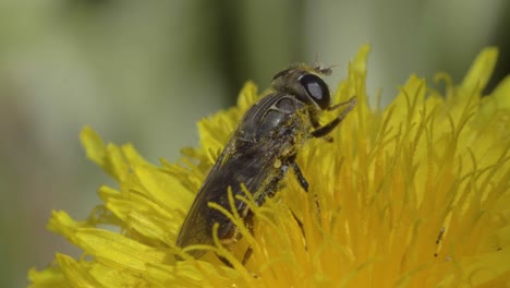 Erleben-Sie-Die-Eleganz-Der-Fellpflege,-Während-Sich-Eine-Fruchtfliege-In-Diesem-Seitlichen-Makrovideo-An-Einer-Gelben-Löwenzahnblüte-Sanft-Reinigt