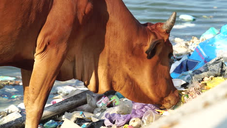 cow eating garbage at vietnam ocean coastline, static view