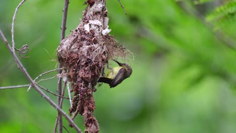un pájaro padre revisando su polluelo y entra en el nido y luego se va volando, sunbird de espalda verde oliva cinnyris jugularis, tailandia