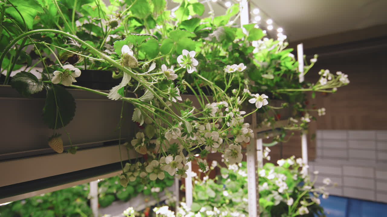 Indoor Strawberry Plants in Bloom