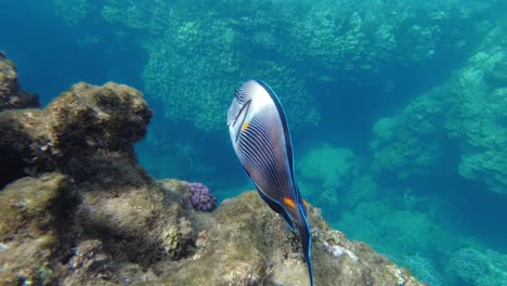 blue triggerfish underwater close up while swimming in coral reef of red sea water in egypt