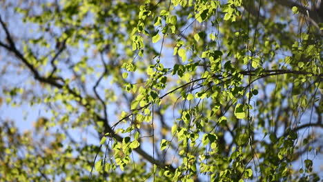 tree green leaves and sunlight