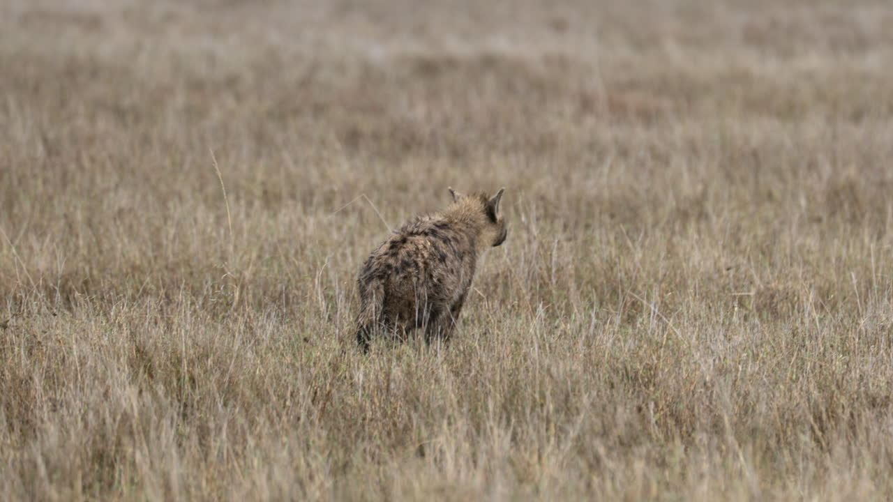 Serengeti_Plettet hyæne snuser i luften og går væk