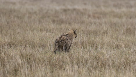 serengeti_spotted hyena smells air and walks off.