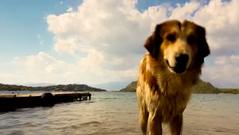 dog coming out of the sea after having a swim.