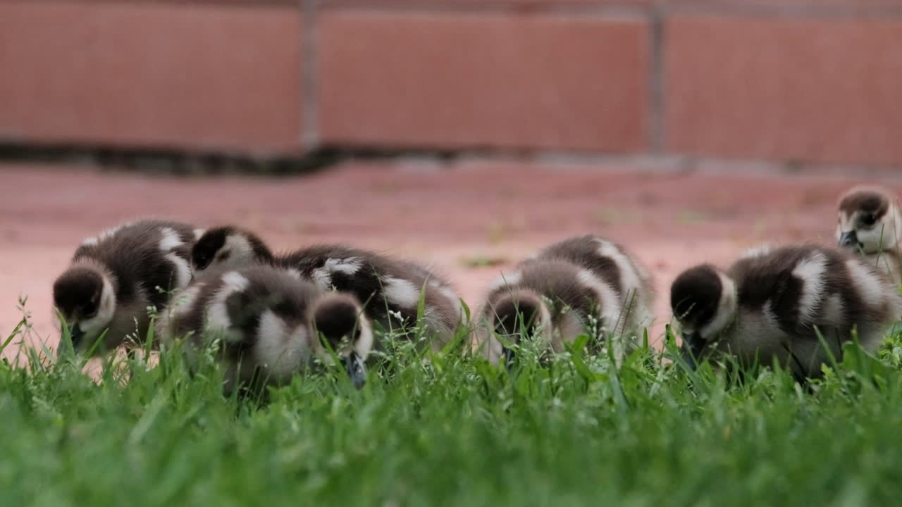Egyptian goose ducklings in green grass