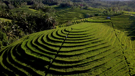 Chica-Con-Vestido-Blanco-Caminando-En-Un-Campo-De-Arroz-En-Un-Hermoso-Día-Soleado