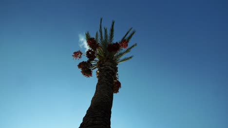 Palm tree
