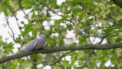 Wood-Pigeon-resting-perched-in-a-sycamore-tree,-video-footage-shot-on-a-summers-day-in-the-UK