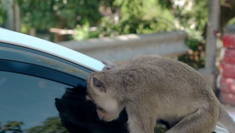 el mono se sienta en un coche blanco moderno y se mira en el espejo en la calle