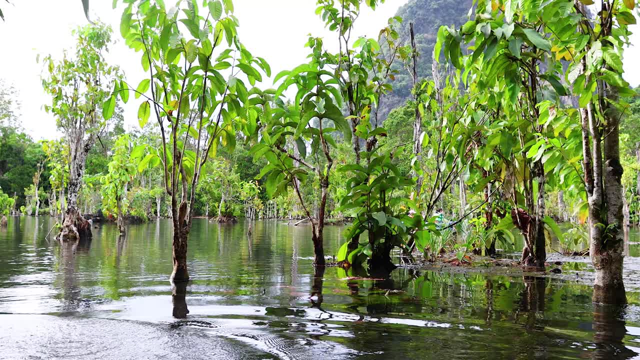 울창한 크라비 수면에서 조용한 카야크 여행