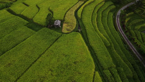 Structure-Surrounded-By-Rice-Paddies-On-Countryside-Of-North-Bali,-Indonesia
