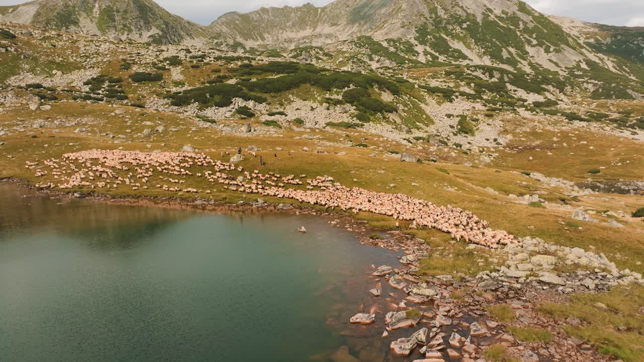 Flock of sheep moving alongside a glacial lake, vibrant autumn mountain landscape, aerial view