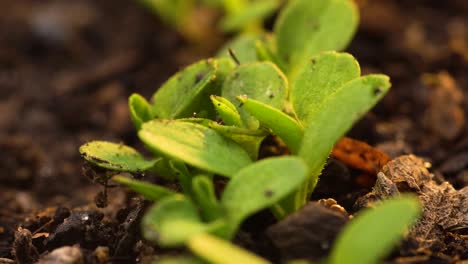 hilera de plántulas de lechuga que crecen en el jardín trasero