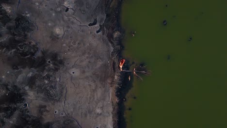 drone descends to heavily polluted coastline with green water and brown tar sand with bird