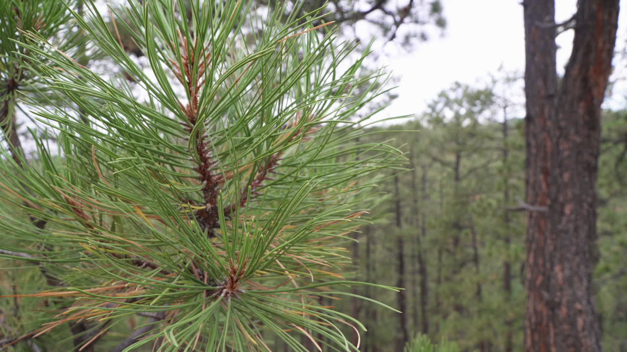A closeup shot of evergreen leaves move slowly in the calm breeze