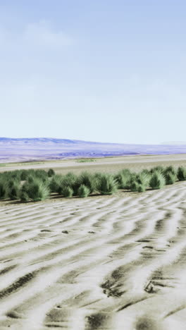 endless dunes and lush greenery meet under the bright blue sky