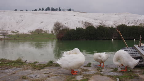 patos lavándose en pamukkale cerca de hierápolis