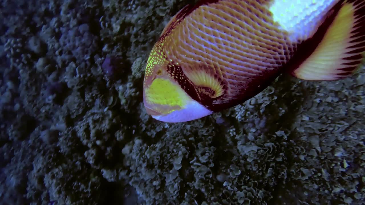 magnífico pez ballesta titán peligroso atacando a buzo fauna submarina, bali, indonesia