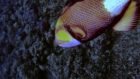 magnificent dangerous titan triggerfish attacking diver undersea wildlife, bali, indonesia