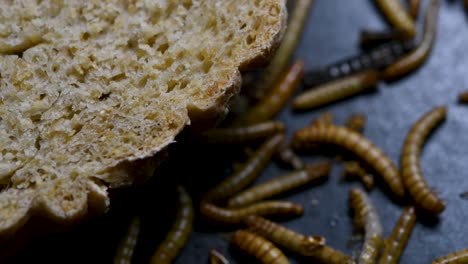 The-Mealworm-is-a-species-of-Darkling-Beetle-used-to-feed-pets-like-fish,-snakes,-birds,-and-frogs