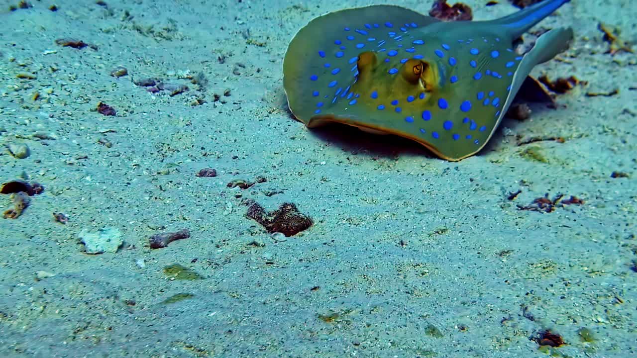 Bluespotted Ribbontail Ray Swimming On The Sandy Bottom Of The Sea. - underwater shot