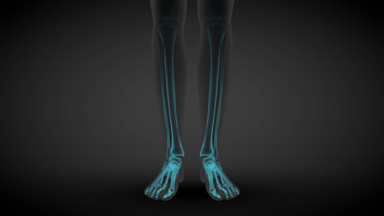 2개의 다른 3d 원활한 루프 애니메이션으로 여성 몸의 전면 전망 - 장기와 골격과 함께 스레이 스캔, 해부학 연구 일러스트레이션 - 4k 60fps uhd